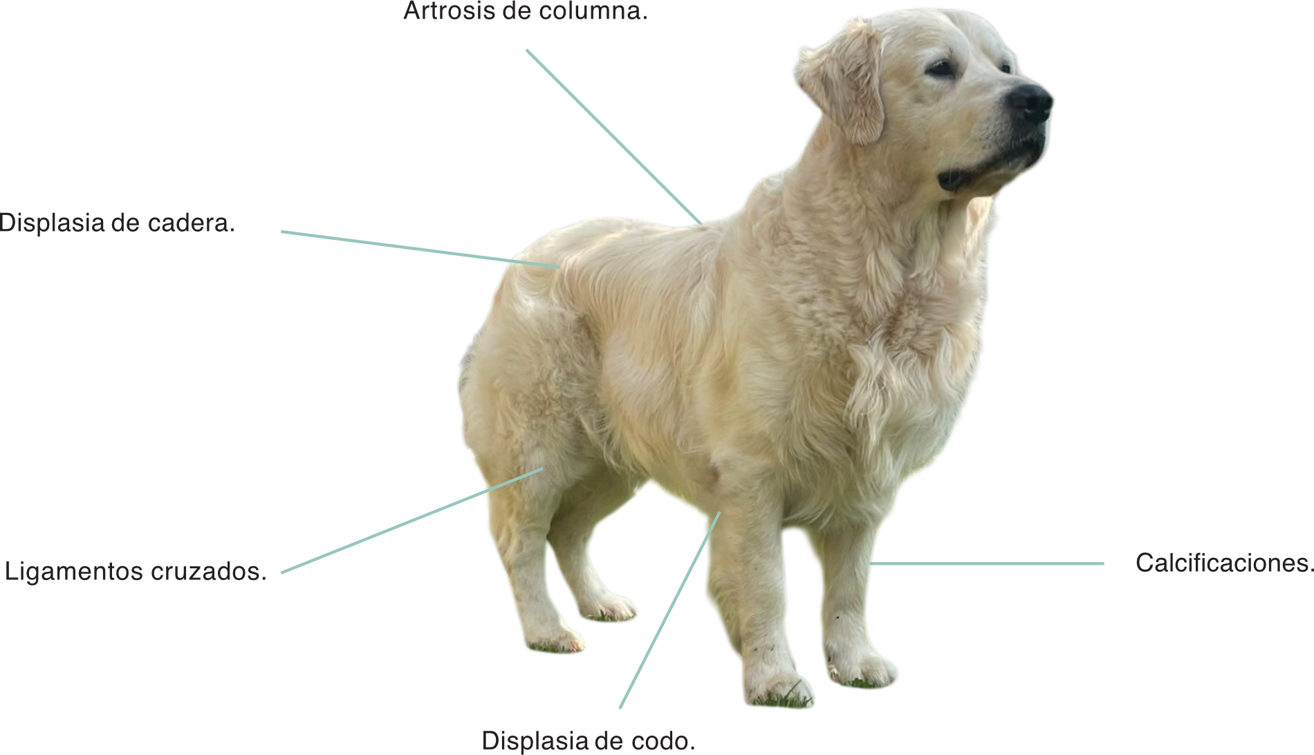 Artrosis de columna, Displasia de cadera, Ligamento cruzado , Displasia de codo y Calcificaciones